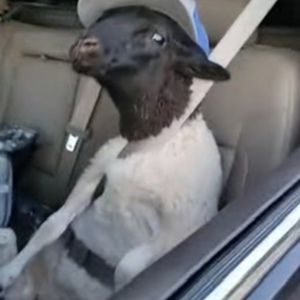 Meet your Posher, Jvr